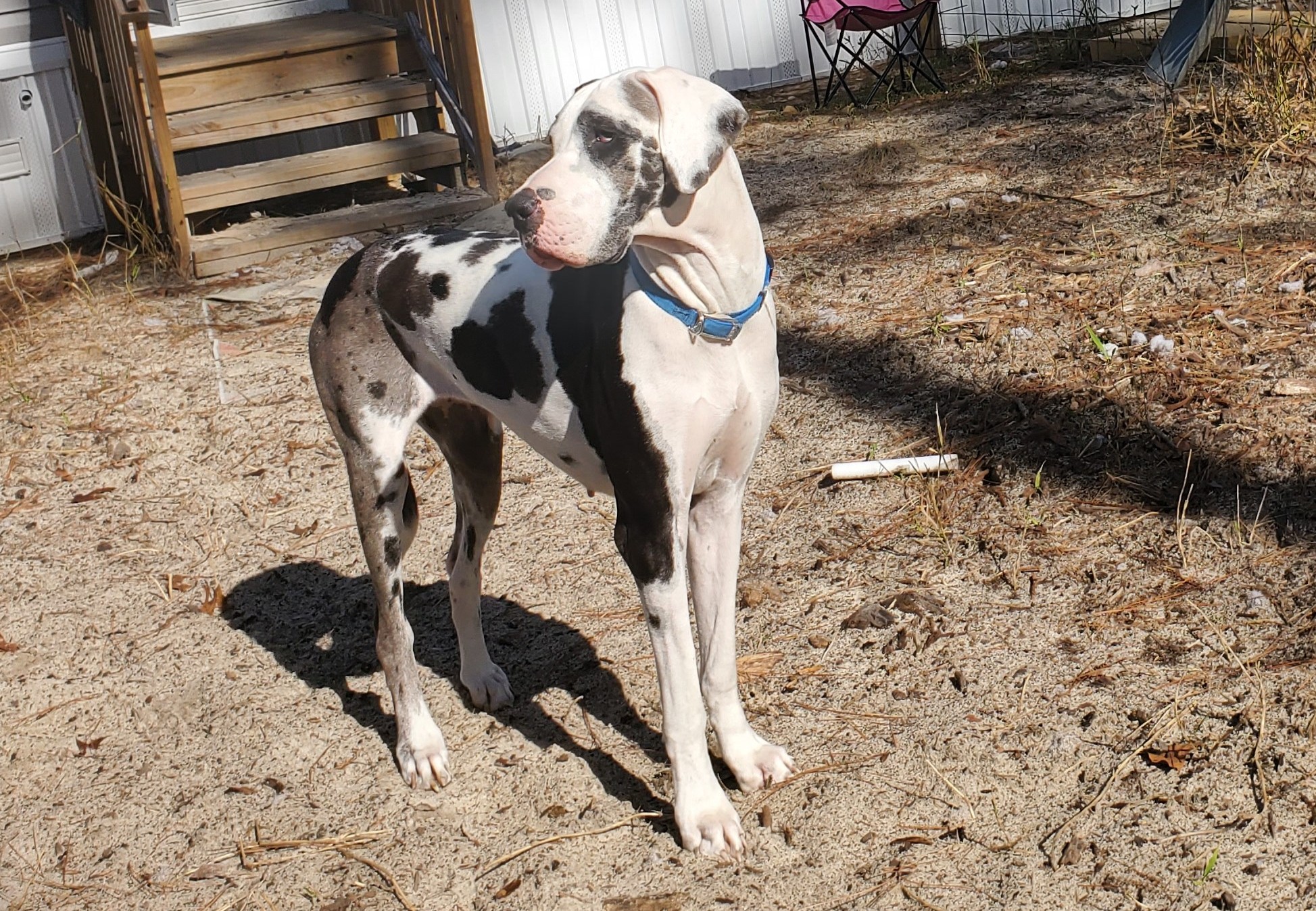 Great Dane Breeder | Calypso Danes